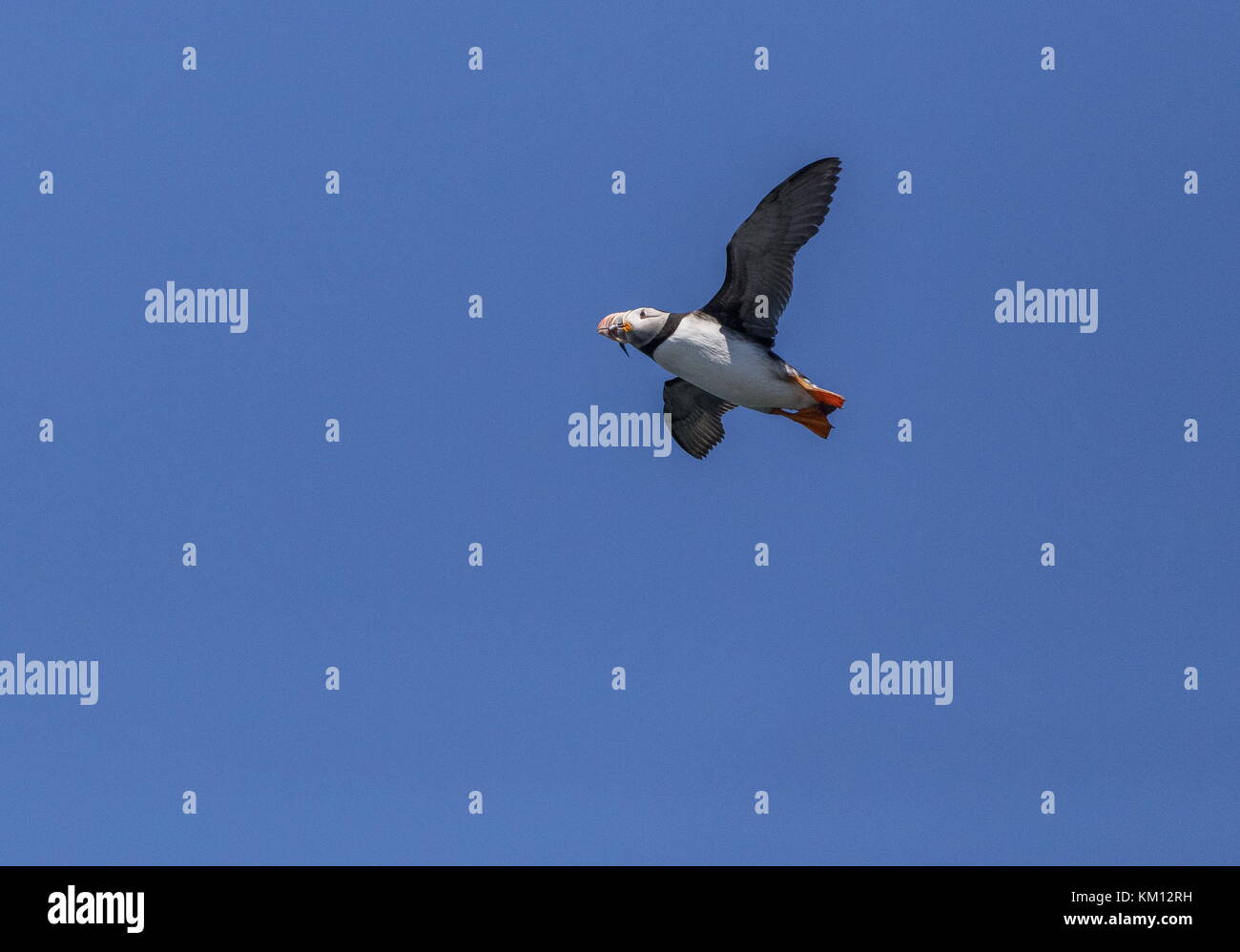 Atlantic puffin, Fratercula arctica, flying back to nest hole carrying fish. Stock Photo