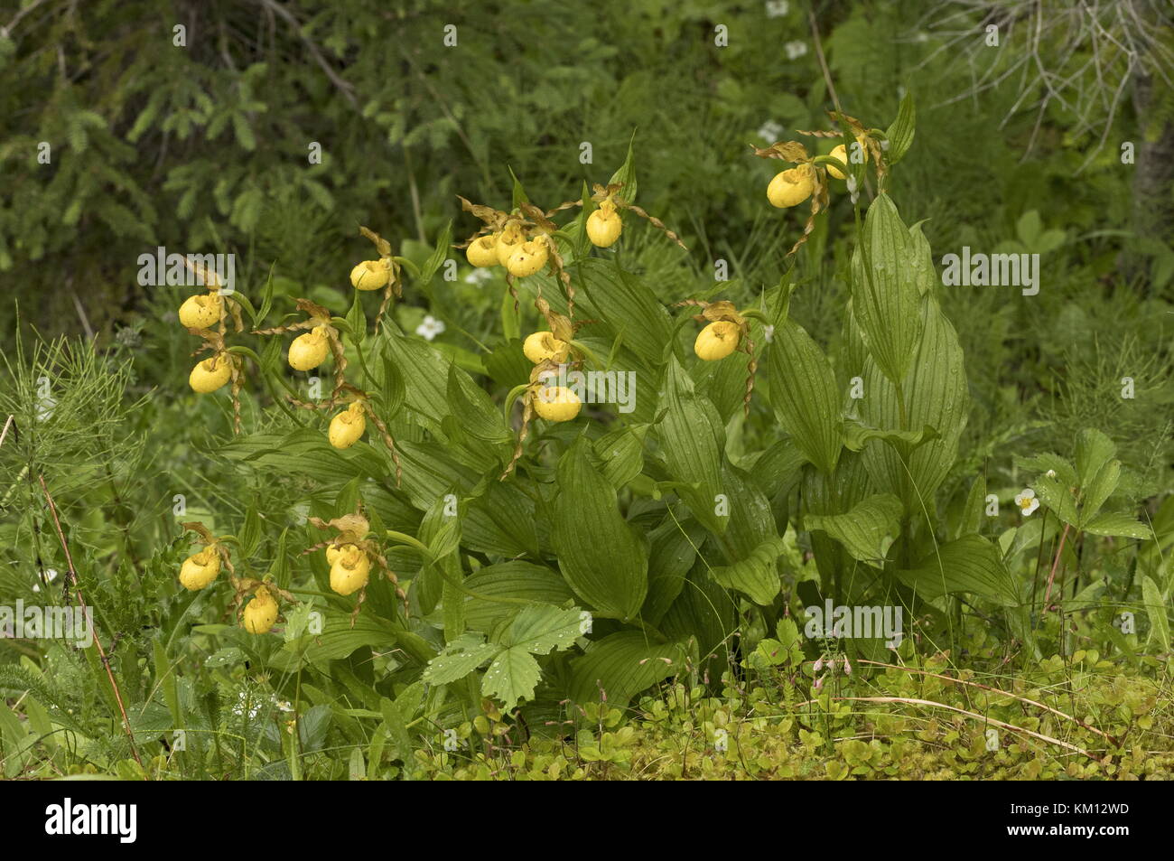 Clump of Yellow Lady’s slipper, makasin variety,  Cypripedium parviflorum var. makasin, Newfoundland. Stock Photo
