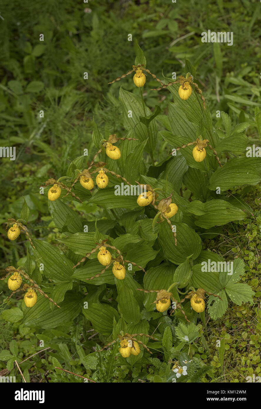 Clump of Yellow Lady’s slipper, makasin variety,  Cypripedium parviflorum var. makasin, Newfoundland. Stock Photo