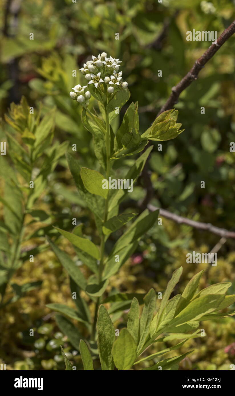 Bastard Toadflax Comandra Umbellata Hemi Parasite In Flower Newfoundland Stock Photo Alamy Bastard Toadflax Comandra Umbellata Hemi Parasite In Flower Newfoundland Stock Photo Alamy