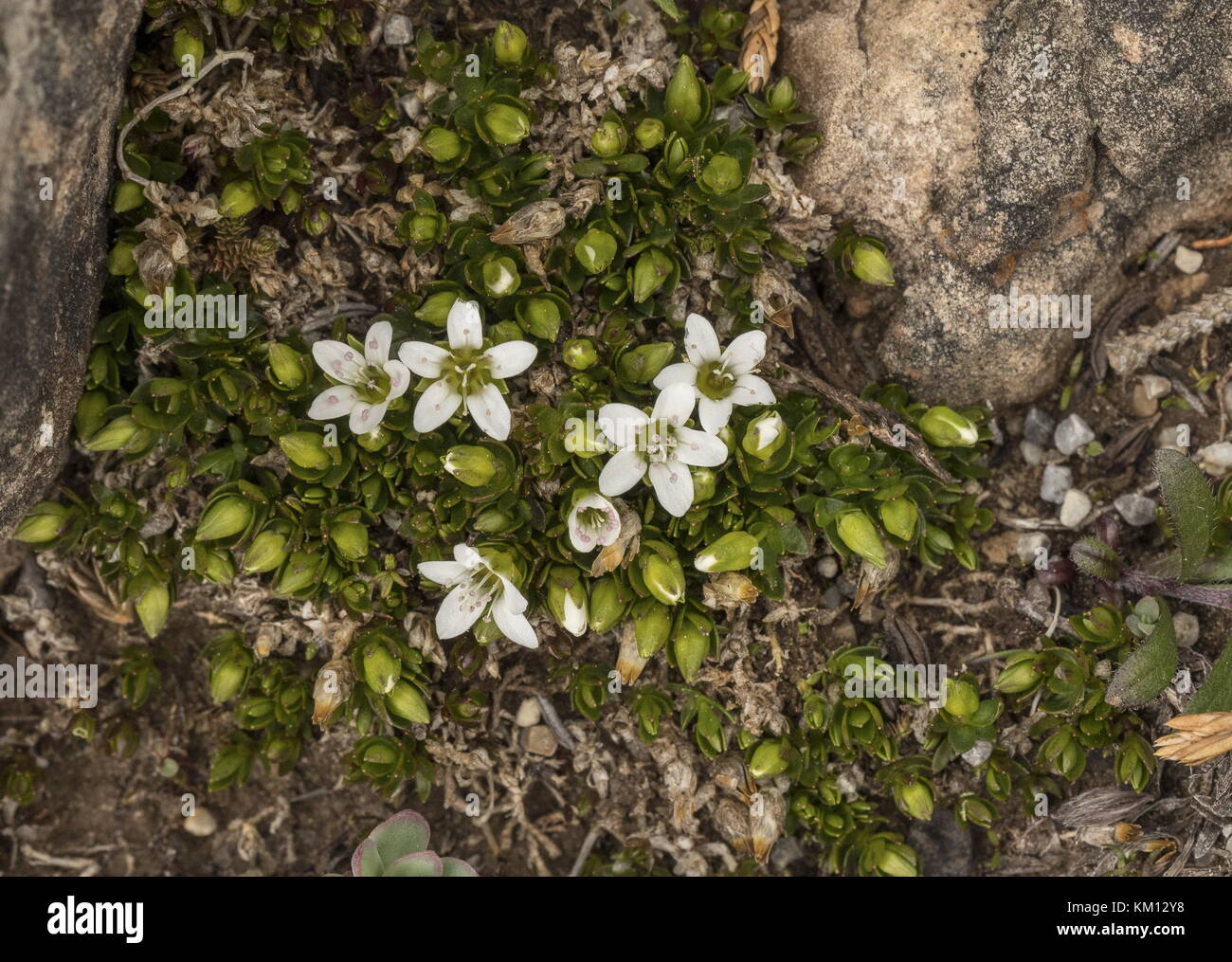 Creeping Sandwort, Arenaria humifusa, on limestone barrens, Newfoundland. Stock Photo