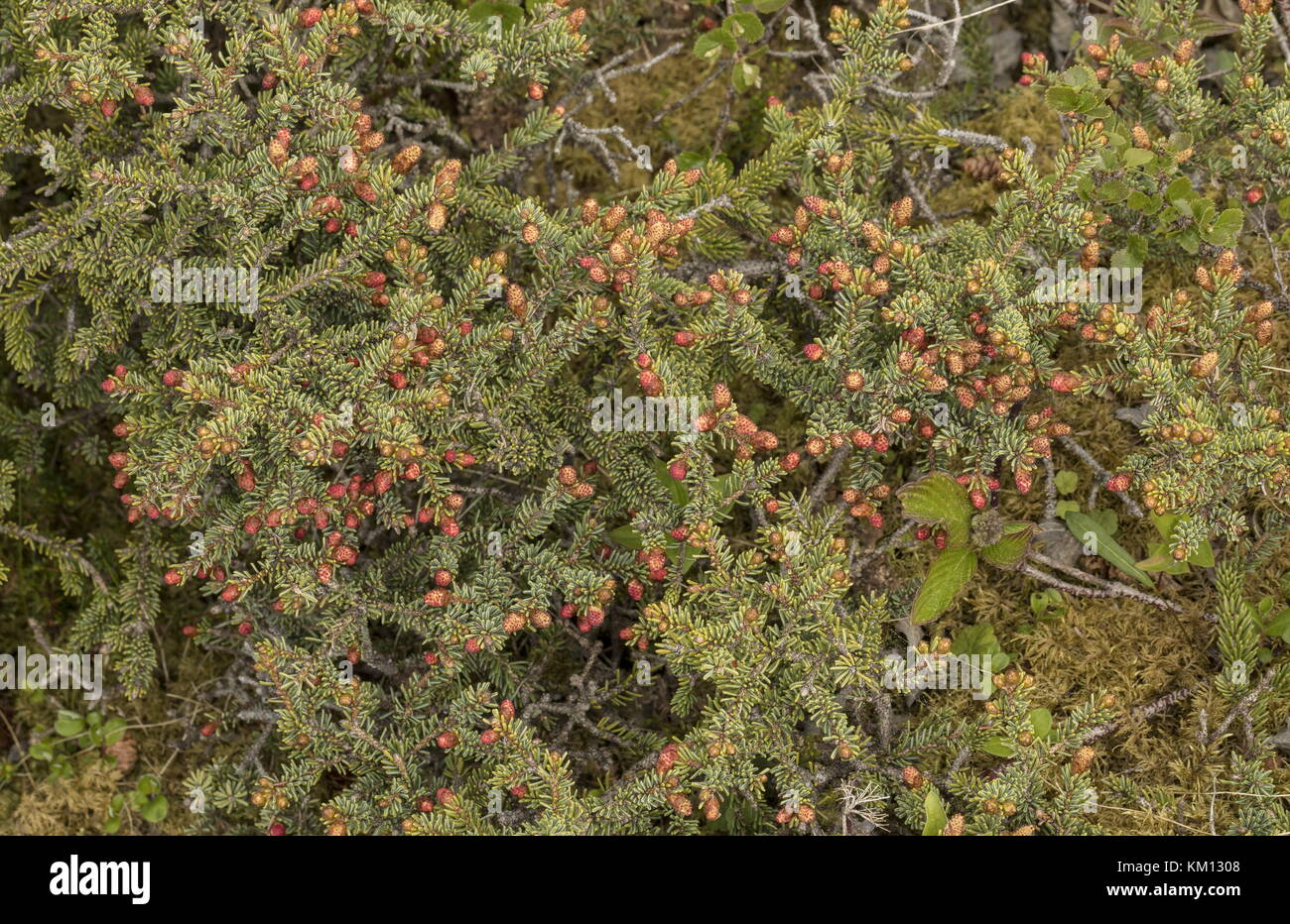 Male cones on Balsam Fir, Abies balsamea, dwarfed trees in coastal tuckamore (dwarf scrub), Newfoundland. Stock Photo