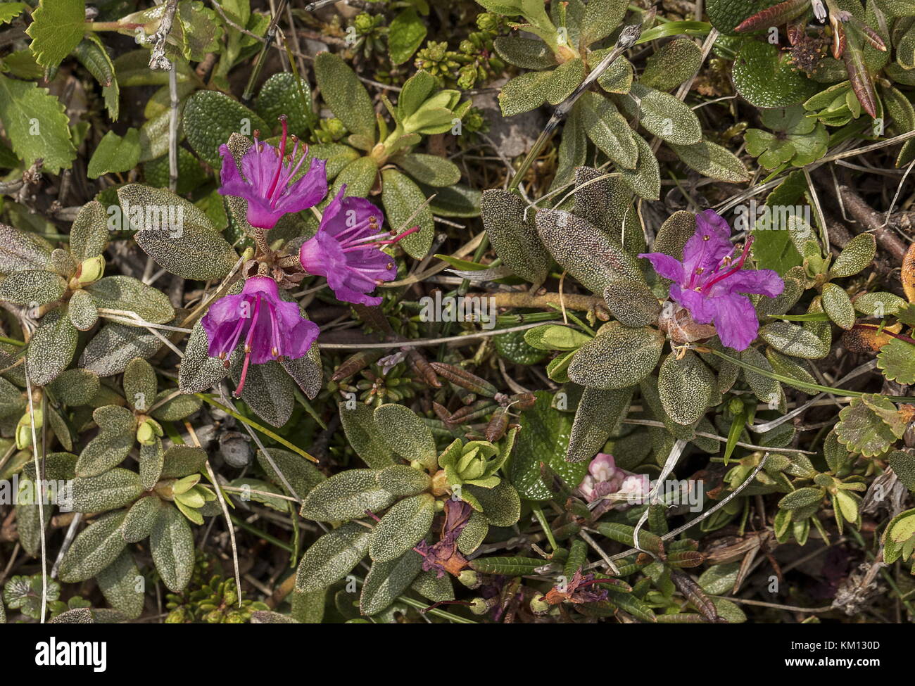 Lapland rosebay, Rhododendron lapponicum, in northern tundra, Newfoundland  Stock Photo - Alamy