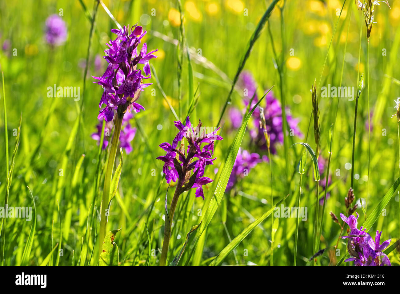 western marsh orchid on green meadow Stock Photo
