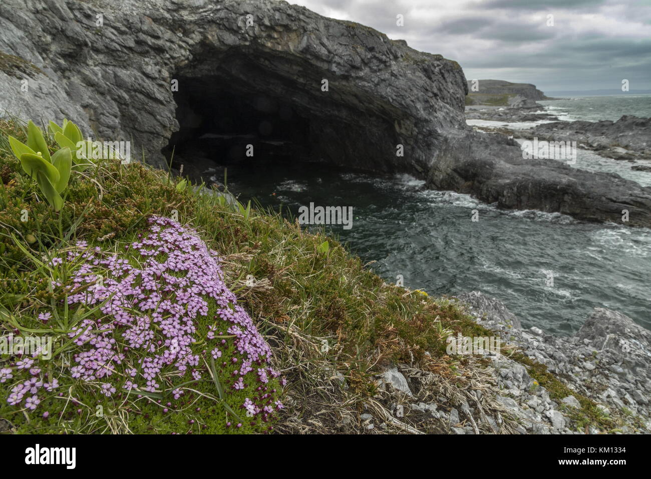 Whale Cove or Big Oven, a marine cave on Burnt Cape Ecological Reserve,with Moss Campion; Burnt Cape, Great Northern Peninsula, Newfoundland Stock Photo
