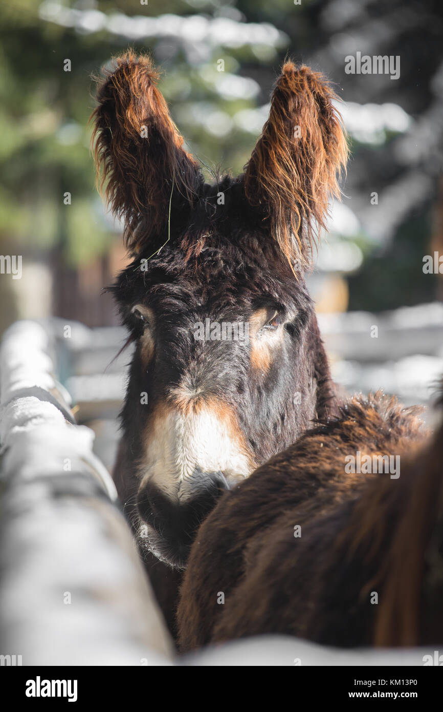 A donkey outside with beautiful light Stock Photo Alamy