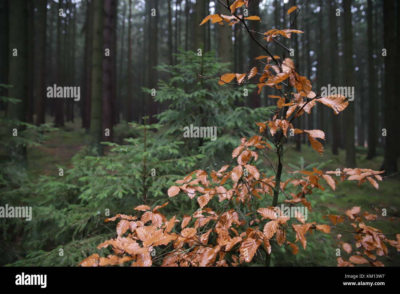 autumn trees in forest Stock Photo - Alamy