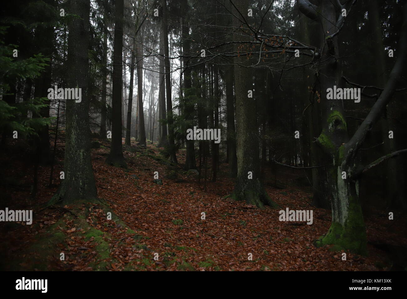 autumn trees in forest Stock Photo - Alamy