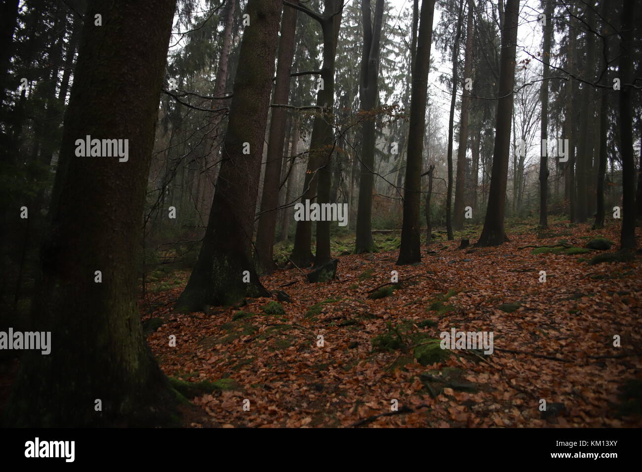 autumn trees in forest Stock Photo - Alamy