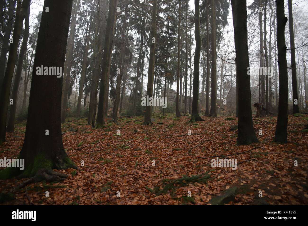 autumn trees in forest Stock Photo - Alamy