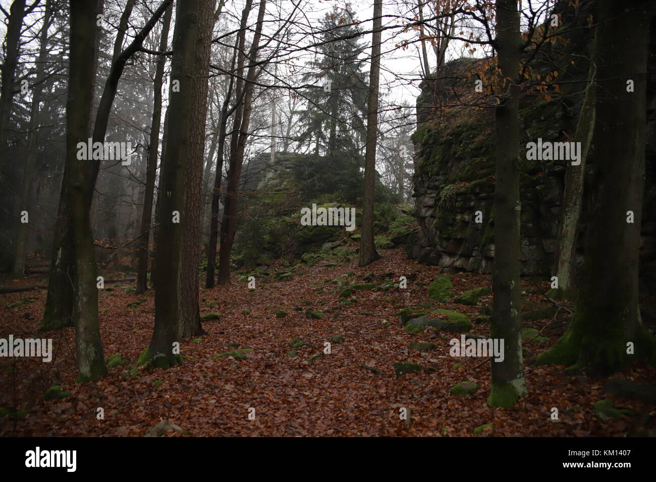 autumn trees in forest Stock Photo - Alamy