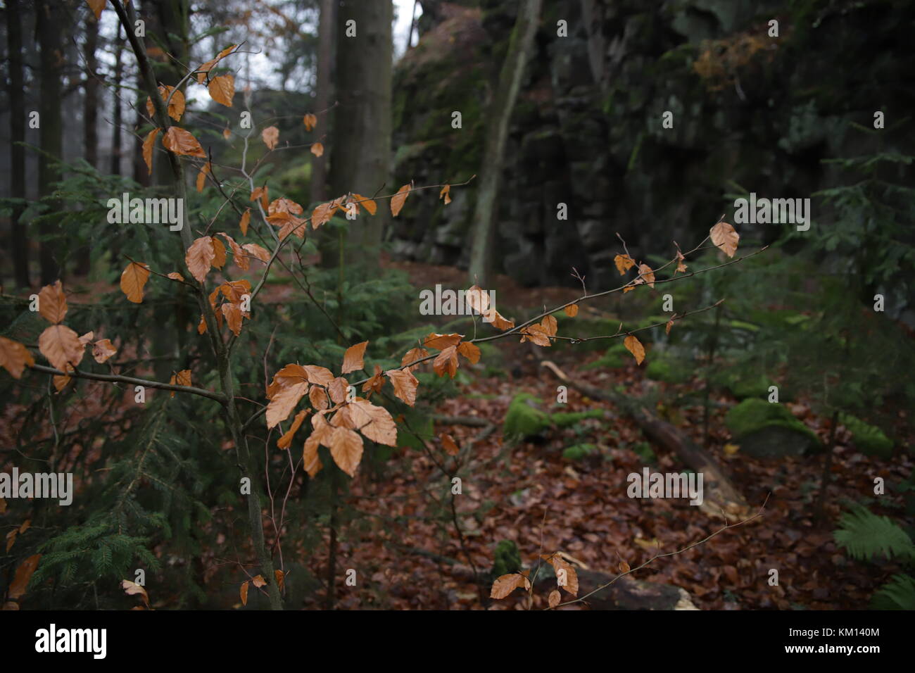 autumn trees in forest Stock Photo - Alamy