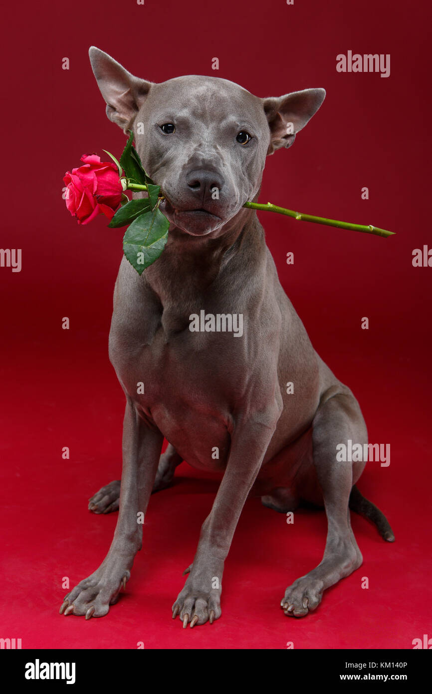 dog holding rose in mouth Stock Photo - Alamy