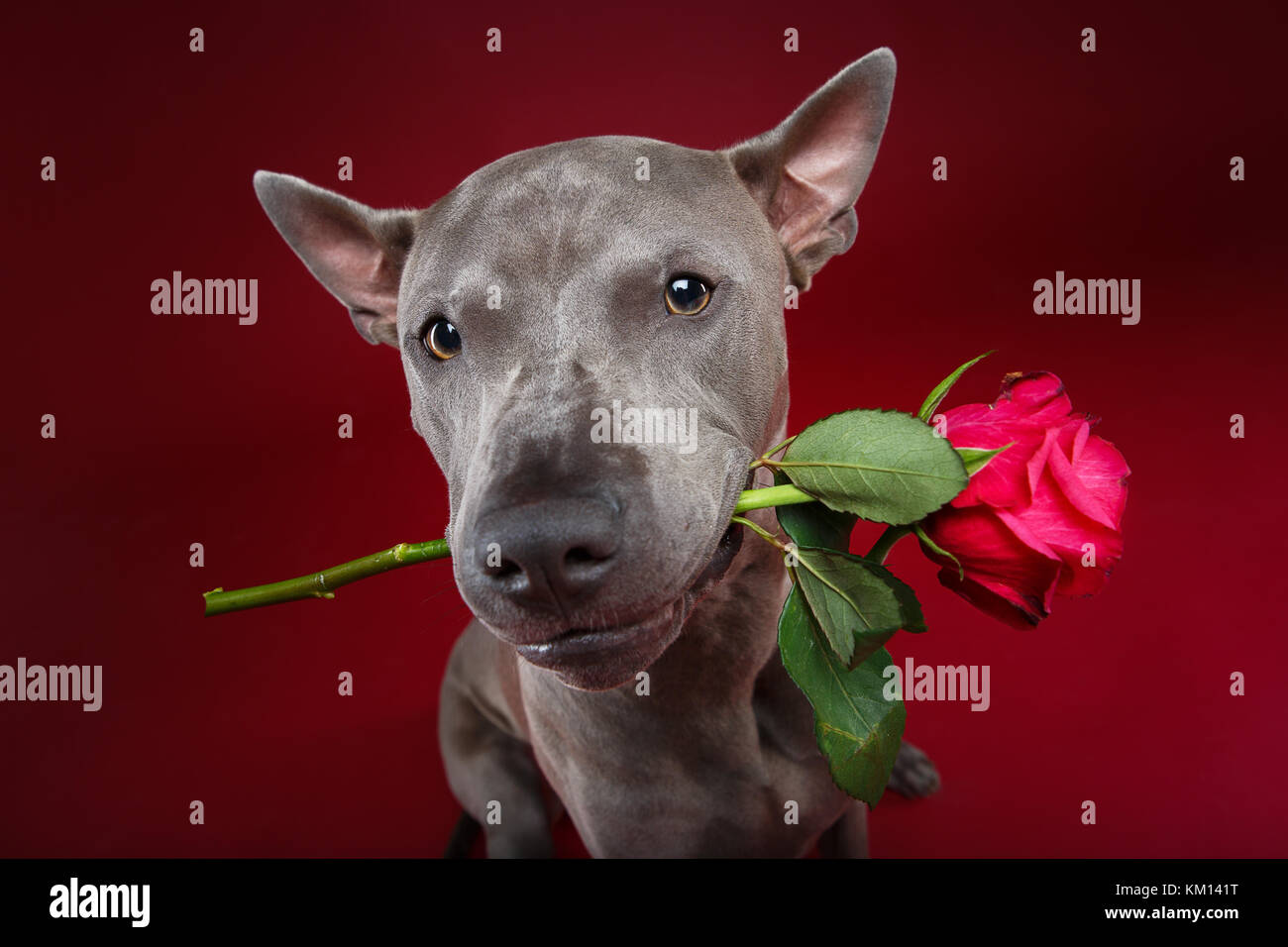 dog holding rose in mouth Stock Photo