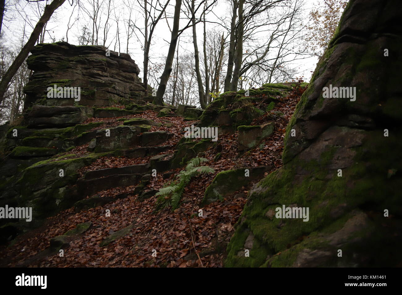autumn trees in forest Stock Photo - Alamy