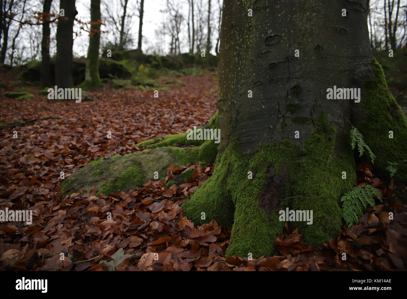 autumn trees in forest Stock Photo - Alamy
