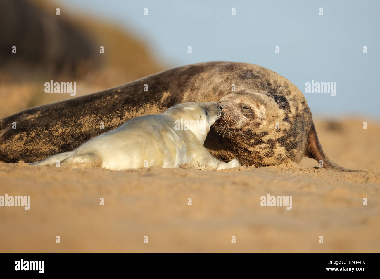 Grey seal mum and pup sharing a tender moment on a sandy beach Stock Photo