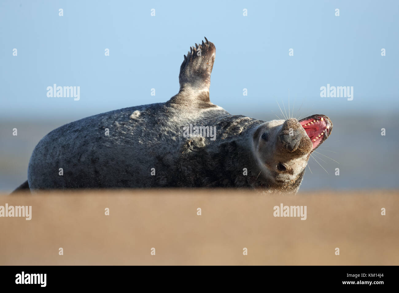 Grey seal bull 'laughing' on the beach Stock Photo