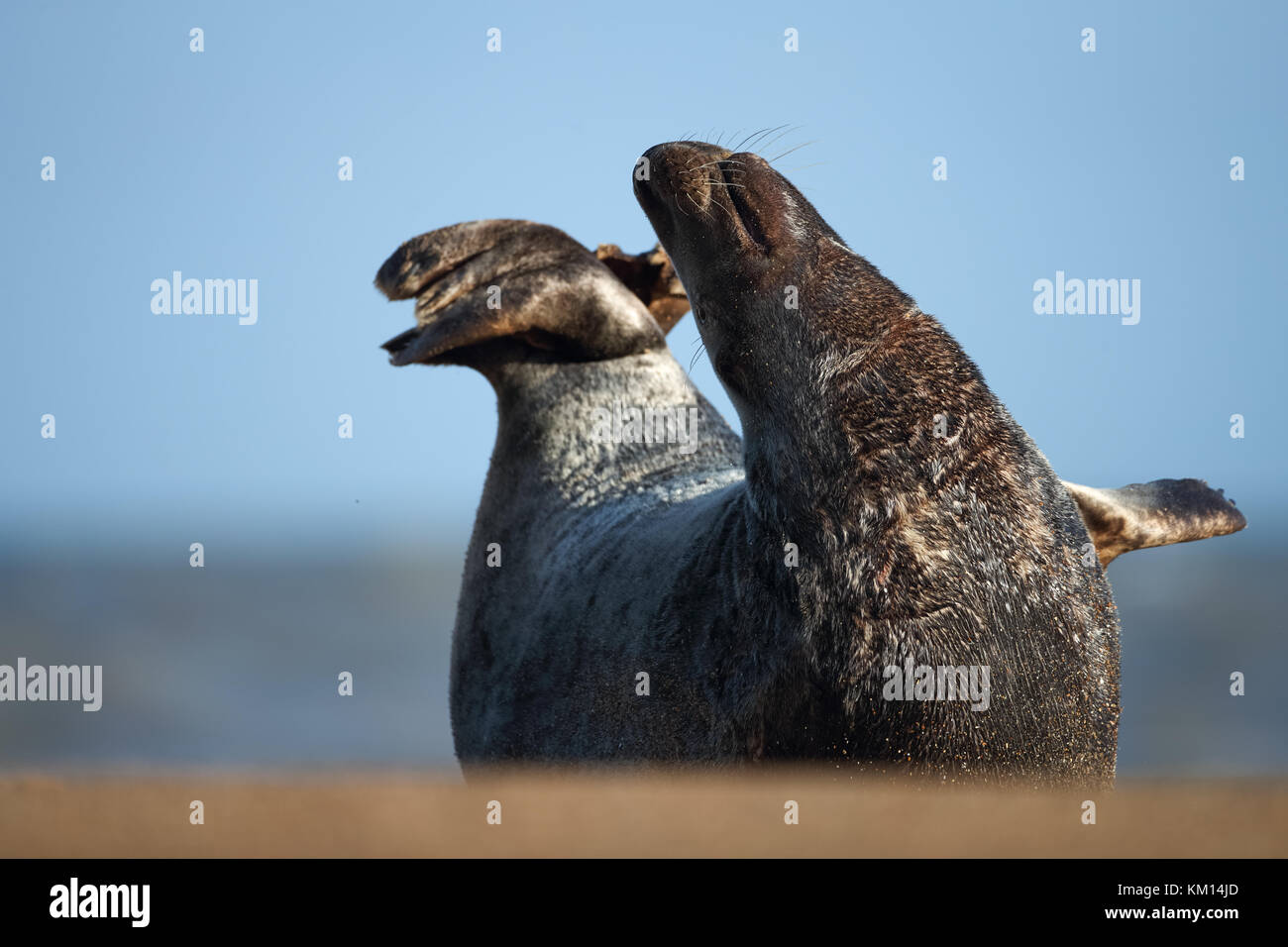 Grey seal bull posing on the beach Stock Photo