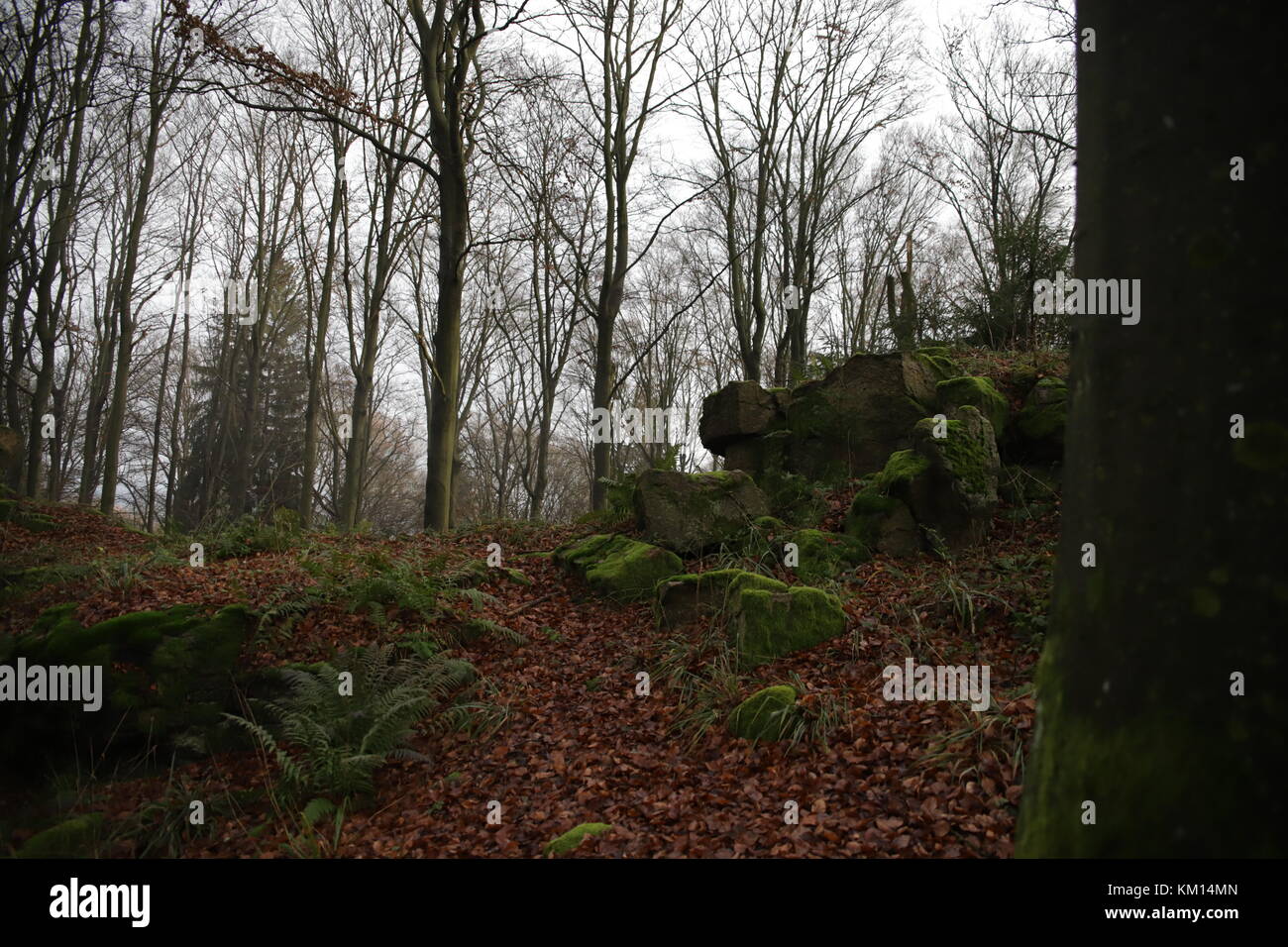 autumn trees in forest Stock Photo - Alamy