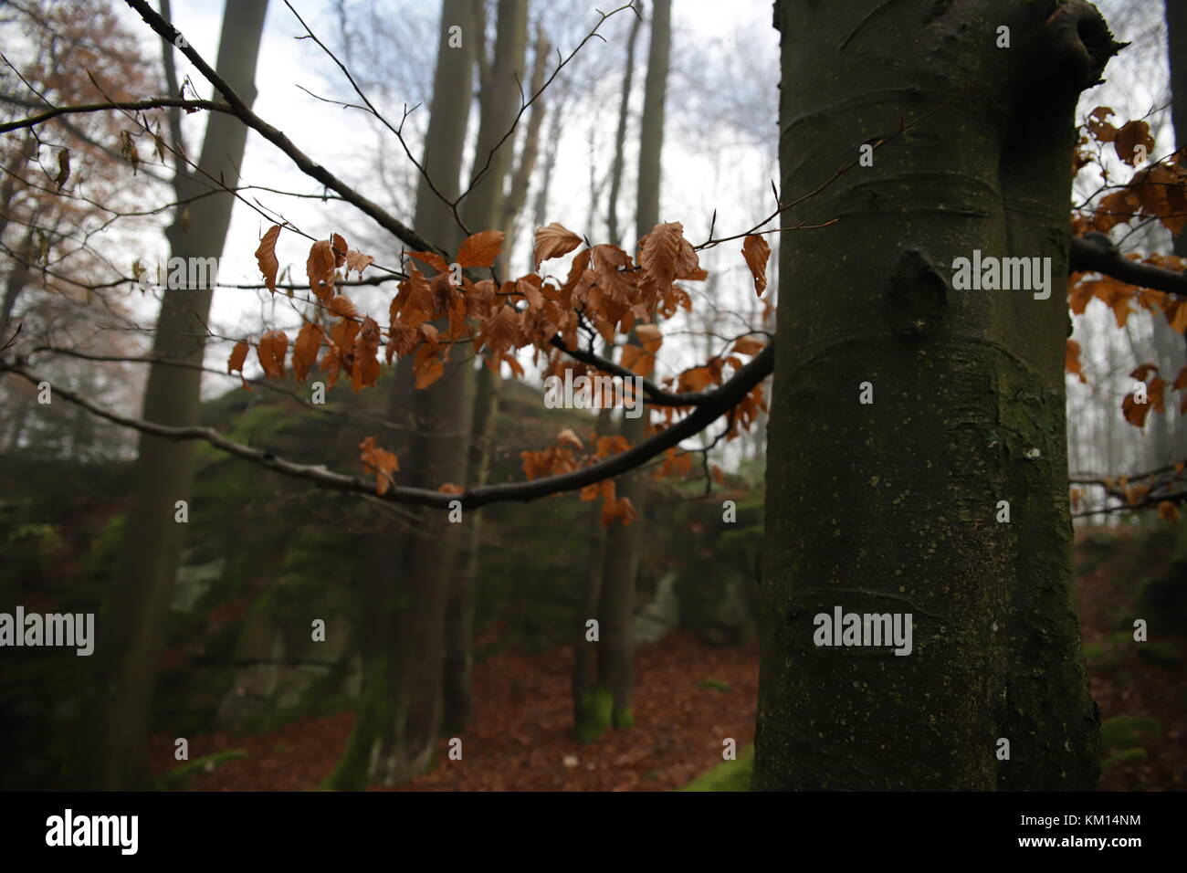 autumn trees in forest Stock Photo - Alamy