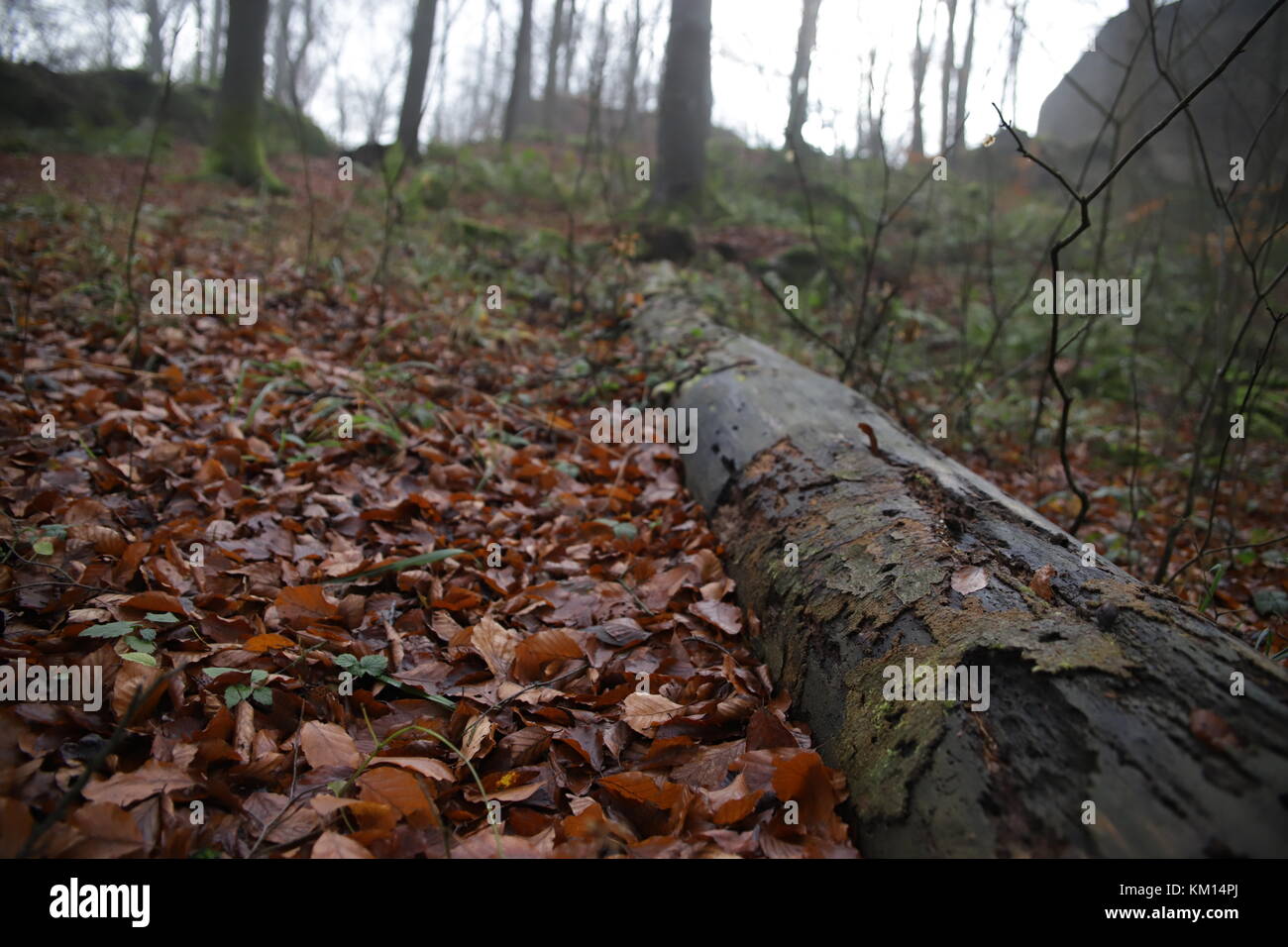 autumn trees in forest Stock Photo - Alamy
