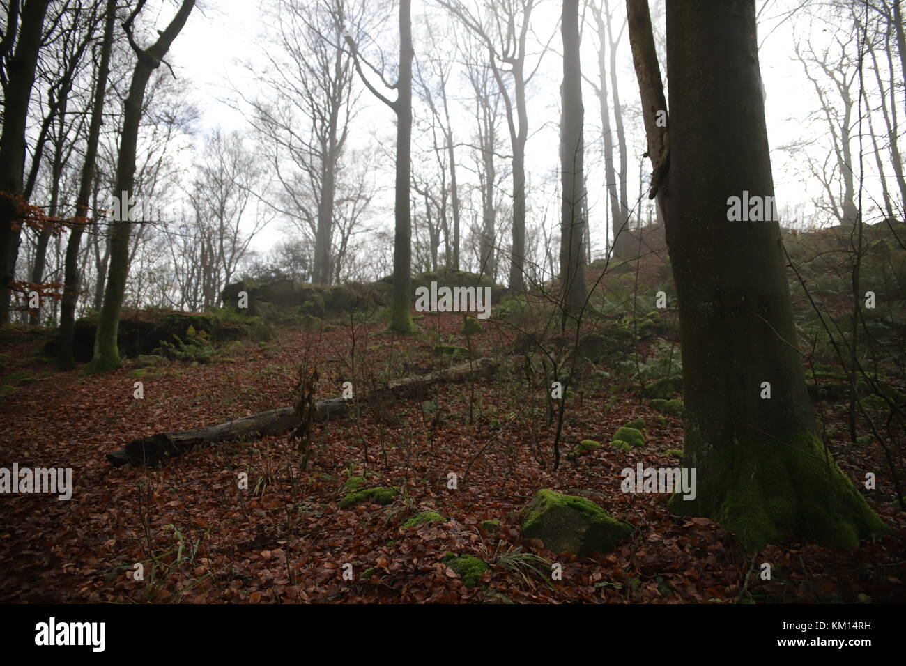 autumn trees in forest Stock Photo - Alamy