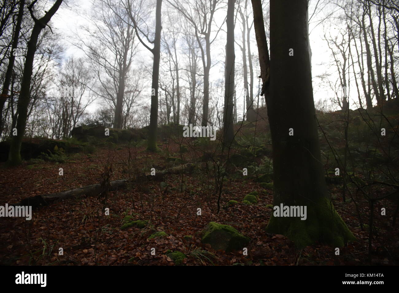 autumn trees in forest Stock Photo - Alamy