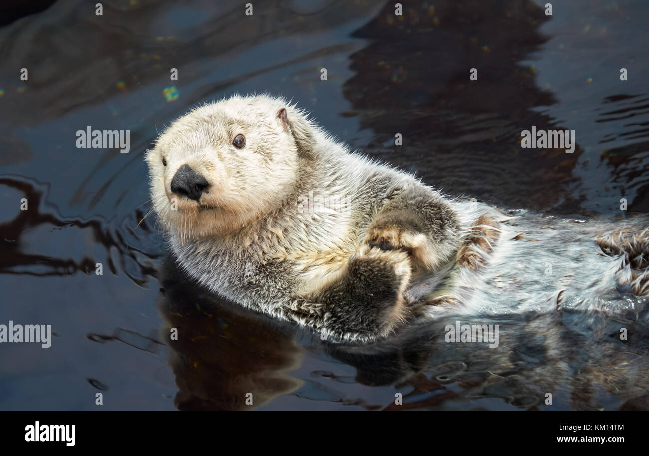 Kalan Sea otter (Enhydra lutris) swim on his back in water Stock Photo