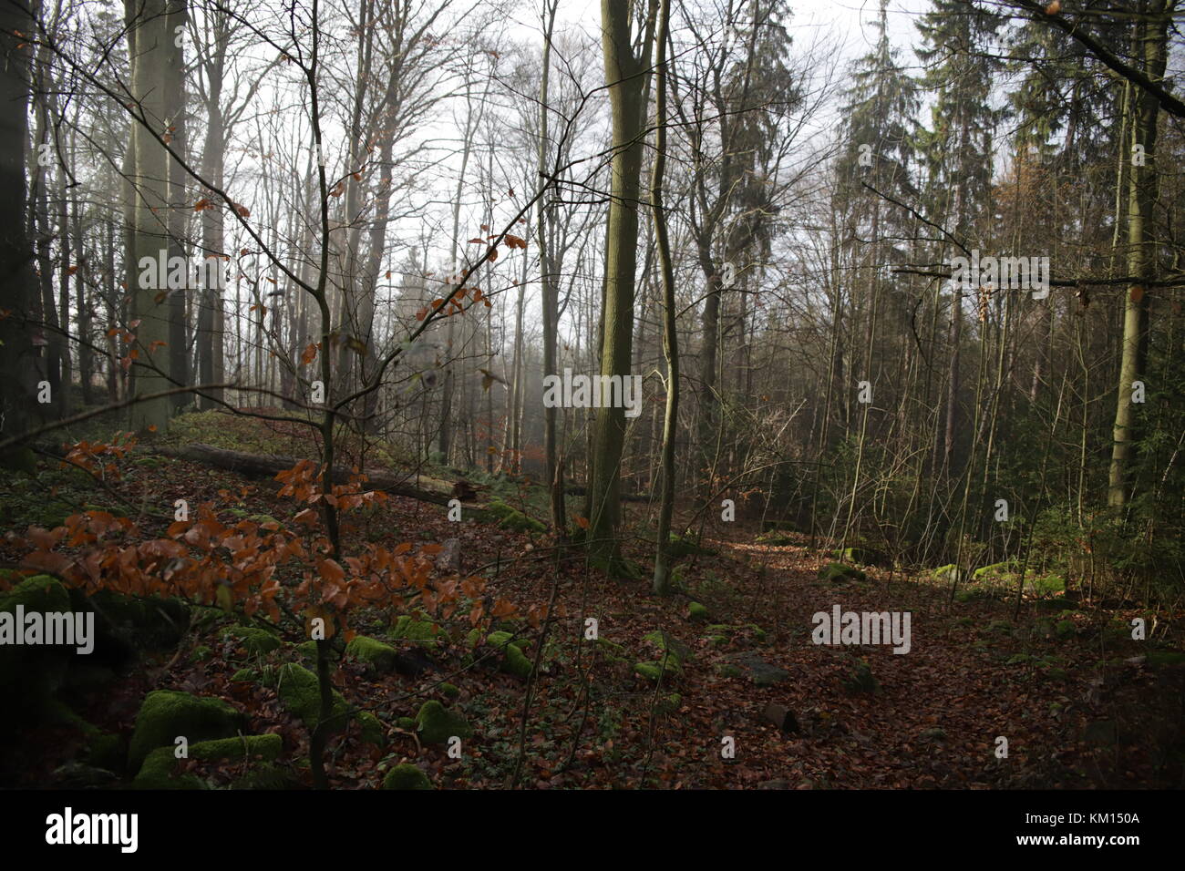 autumn trees in forest Stock Photo - Alamy