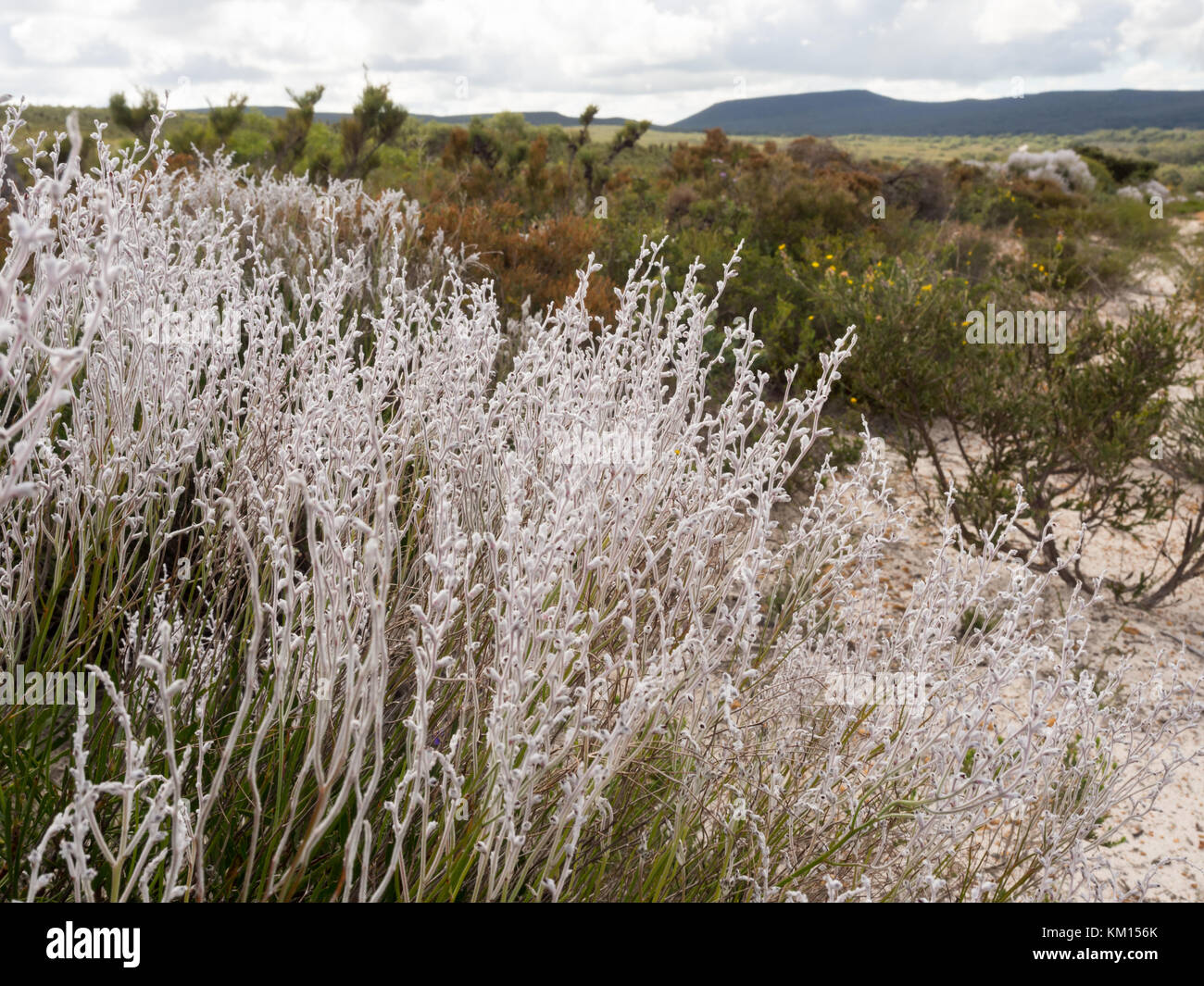 Smokebush in Lesueur National Park, Western Australia Stock Photo