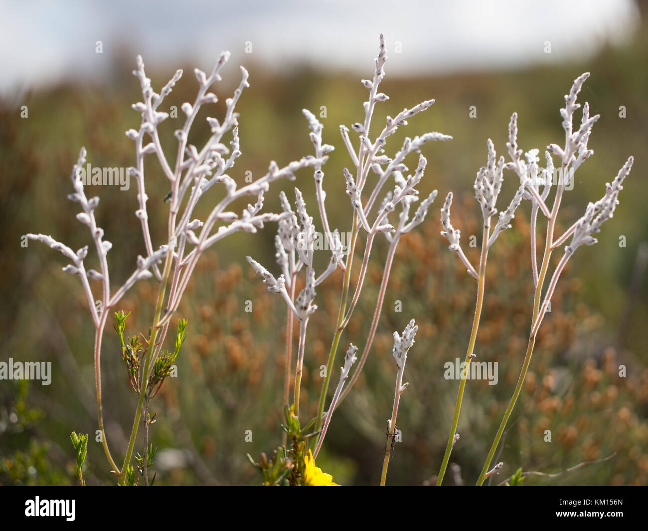 Smoke Bush, Conospermum, in Lesueur National Park, Western Australia Stock Photo