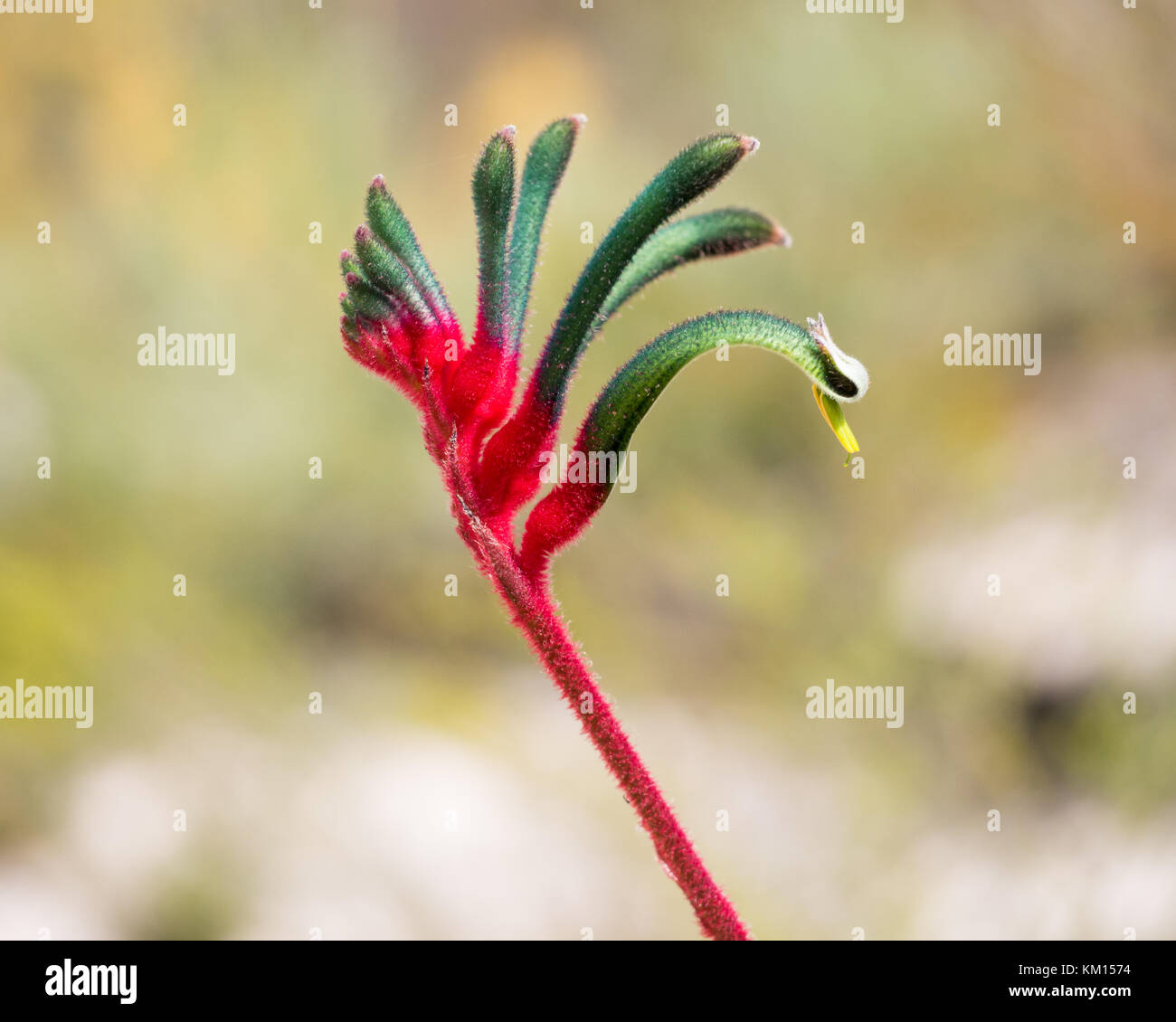 Kangaroo Paw (Anigozanthos manglesii), Western Australia Stock Photo