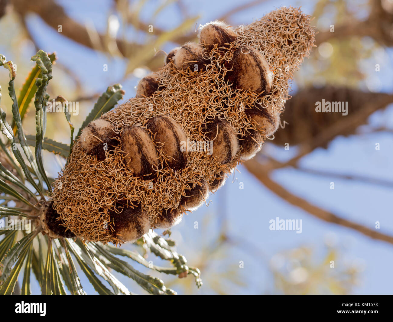 Banksia cone or seed pod, Australia Stock Photo
