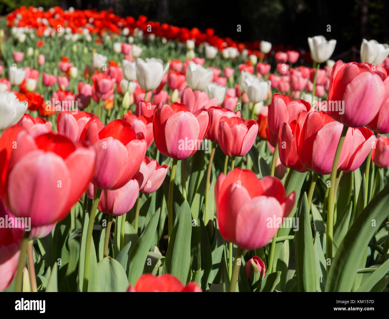 Red pink and white tulips in flower, Araluen Botanical Park, Western Australia Stock Photo