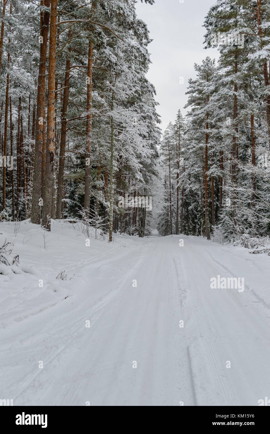 winter rural scene with snow covered trees and country road trails ...