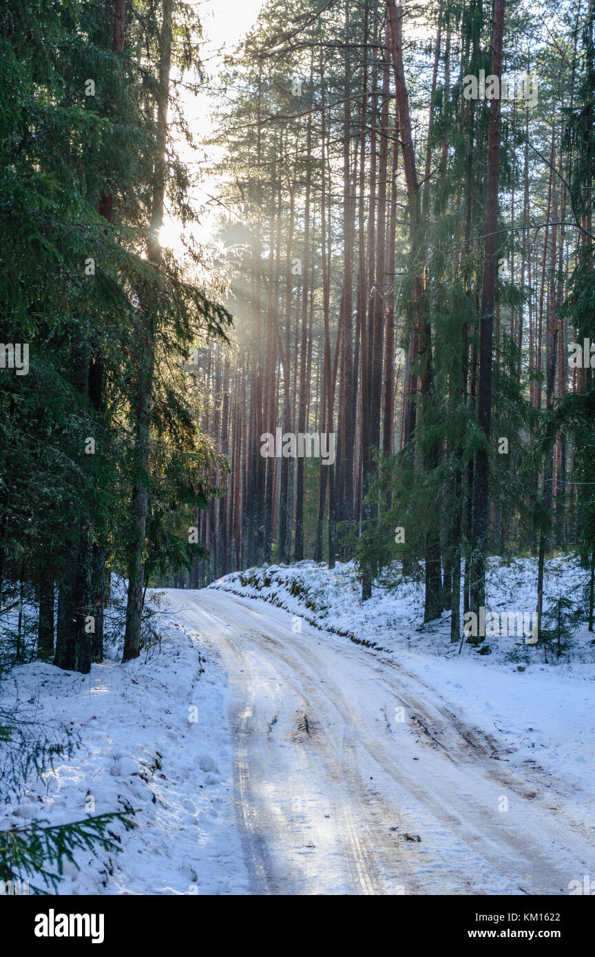 winter rural scene with snow covered trees and country road trails in ...
