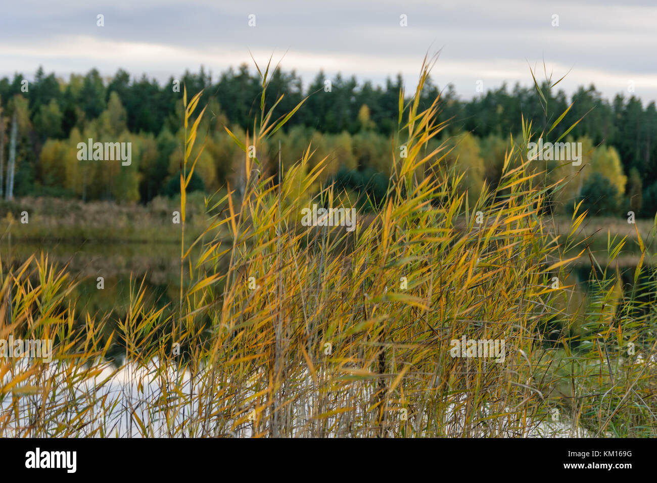 lake with water reflections in colorful autumn day with white clouds in ...