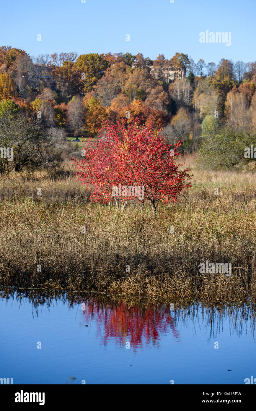 lake with water reflections in colorful autumn day with white clouds in ...