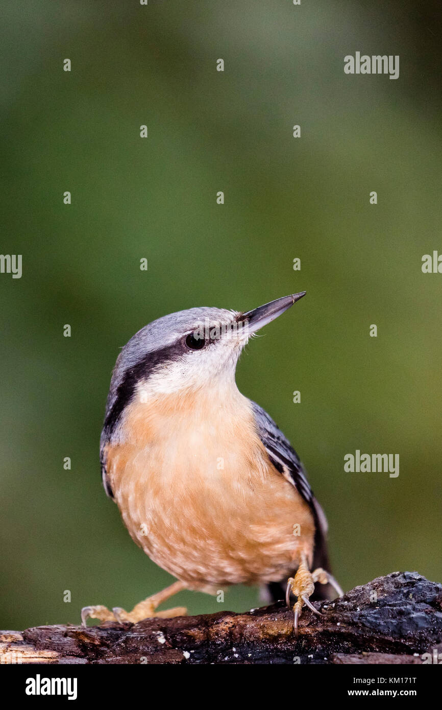European nuthatch foraging in local woodlands Stock Photo