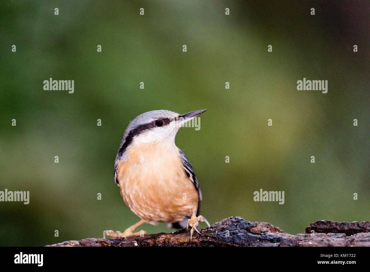 European nuthatch foraging in local woodlands Stock Photo