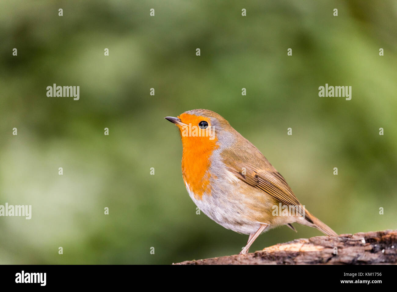 Robin foraging in local woodlands Stock Photo