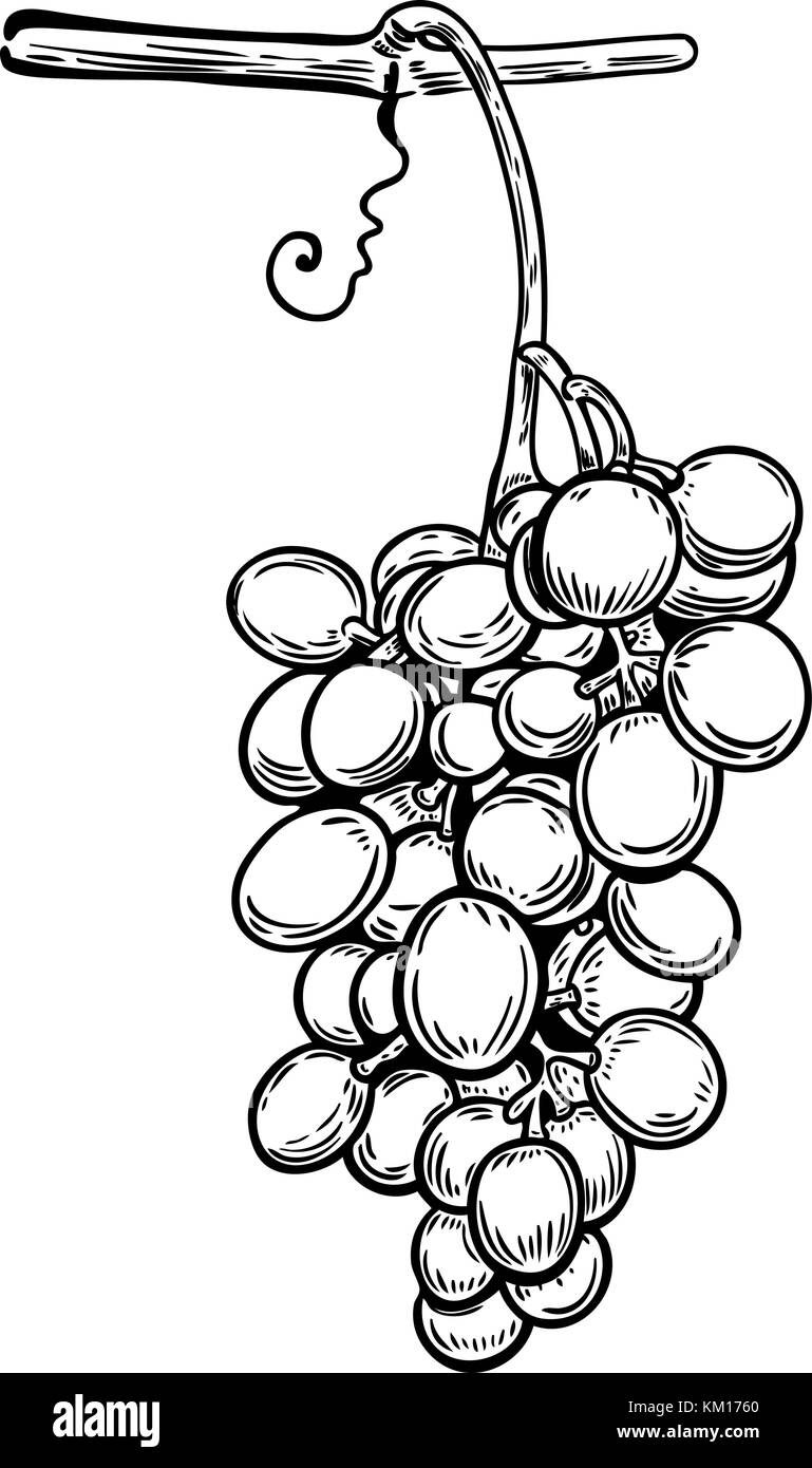 Grape in engraving style. Design element for poster, card, banner. Vector illustration Stock Vector
