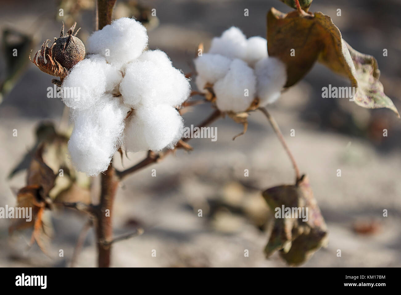 Fiber cotton in a field in full harvest, near Charkilik-Ruoqiang, China. Stock Photo