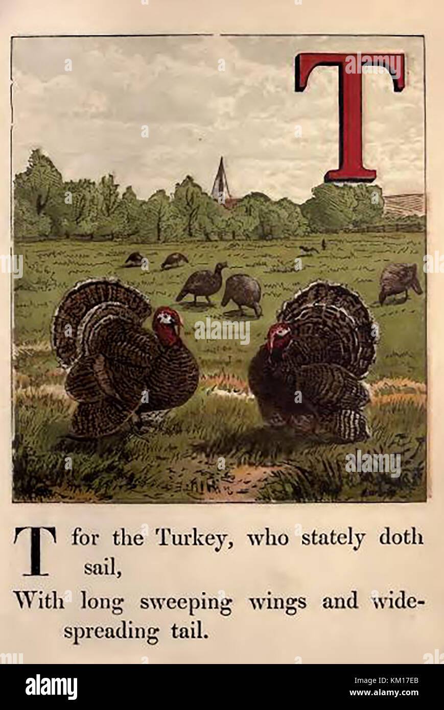 An historic  coloured Victorian children's ABC book illustration - T for turkeys in a farm field Stock Photo