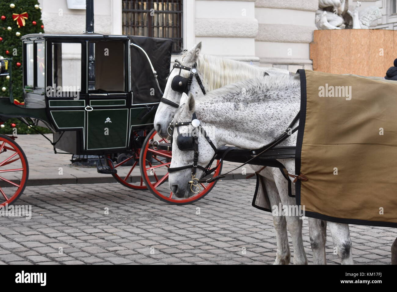 White fiaker horses await their next tour round the historic cobbled streets of Vienna Stock Photo