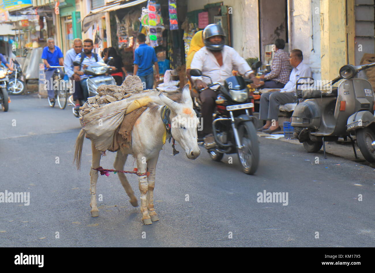 Animal for load carry hires stock photography and images Alamy