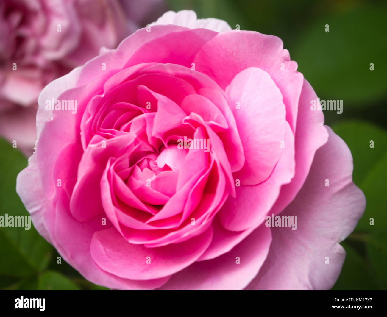 a-delicate-pink-rose-up-close-and-personal-stock-photo-alamy