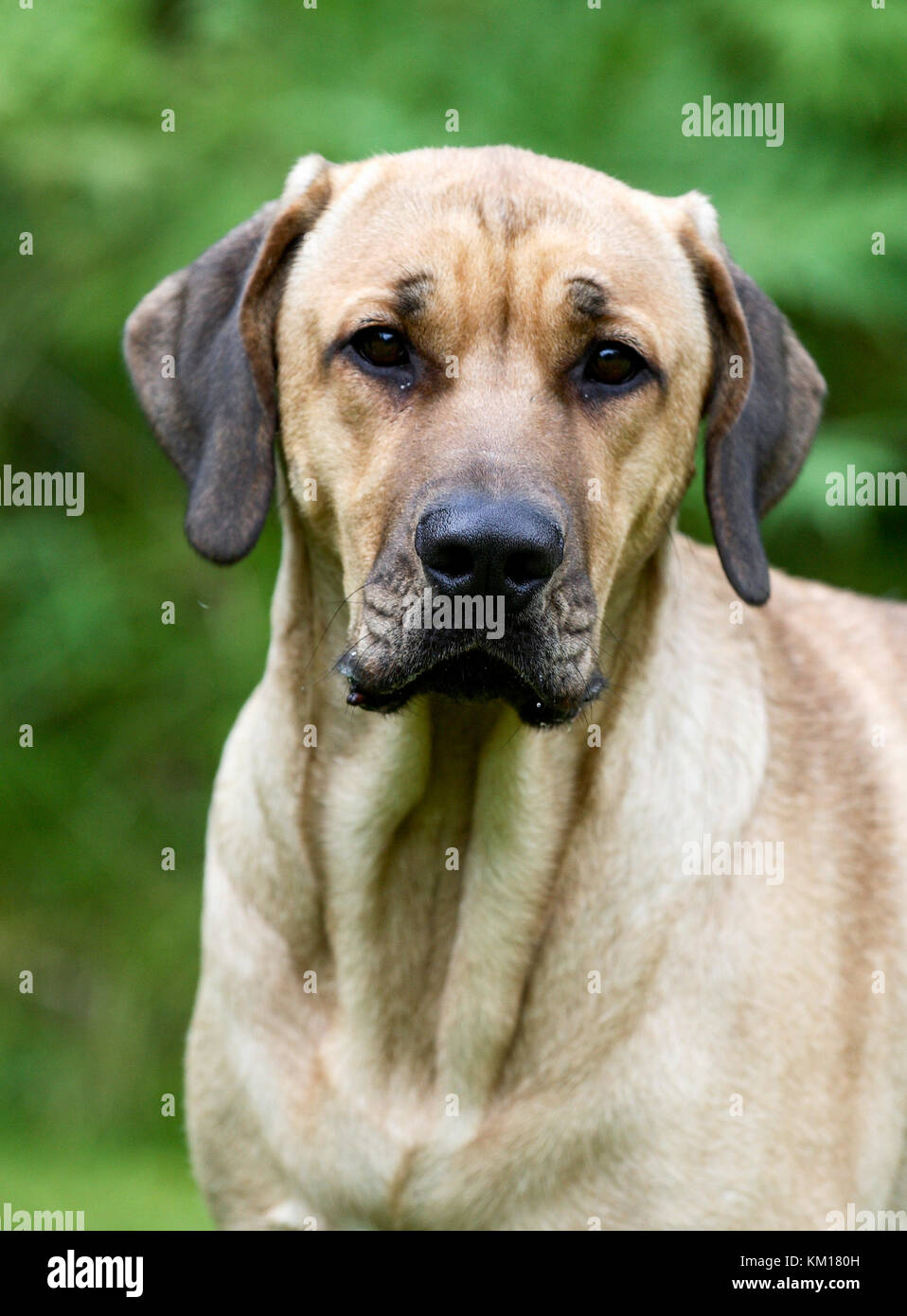 Broholmer 2015 Also The Danish Mastiff Stock Photo Alamy