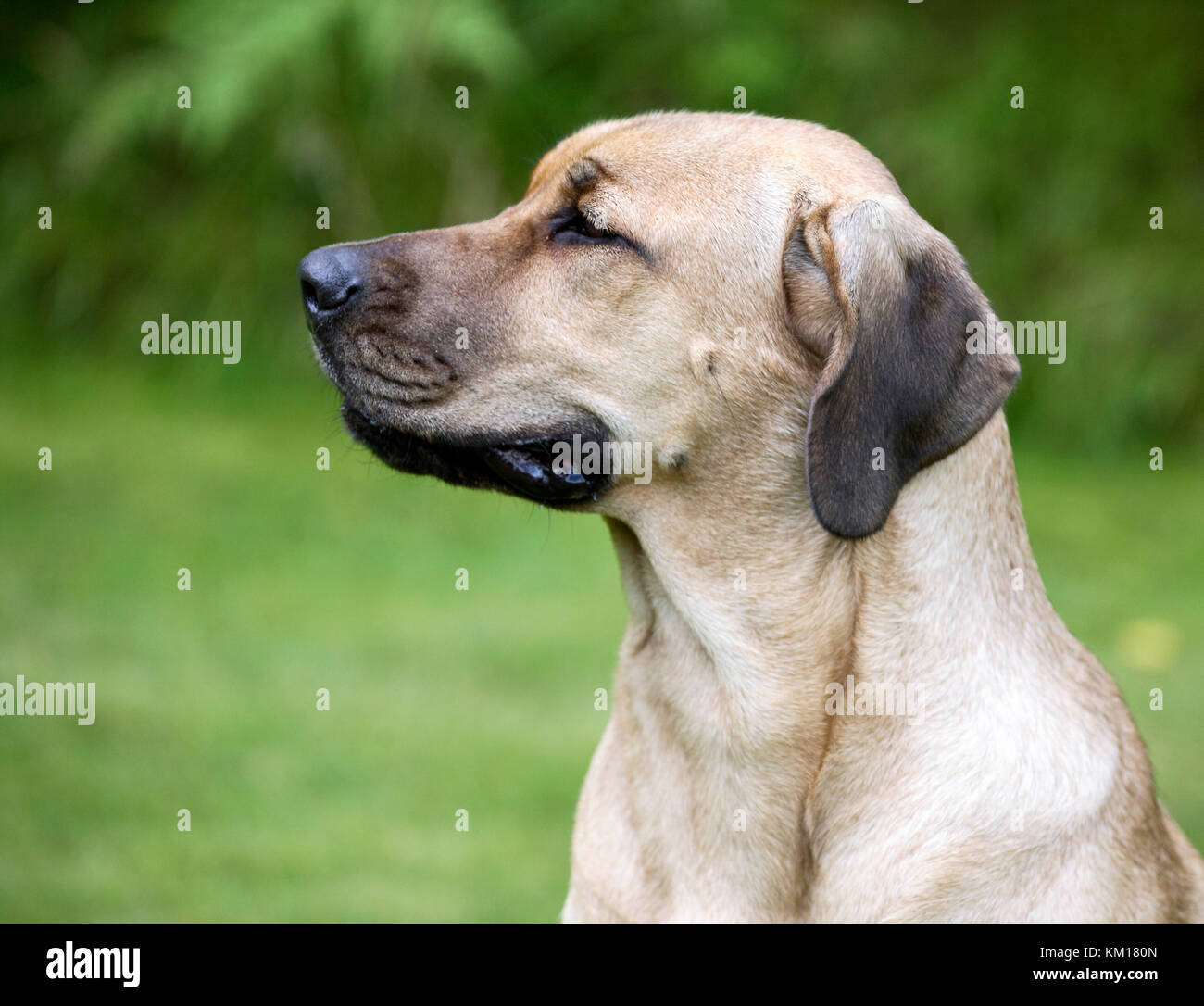 Danish Mastiff High Resolution Stock Photography And Images Alamy